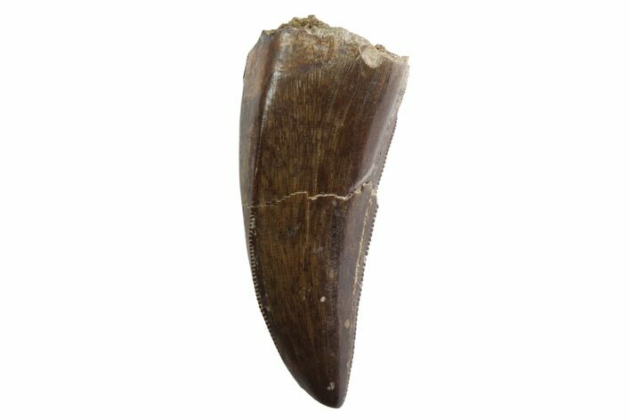 Serrated, Tyrannosaur Tooth - Judith River Formation, Montana #93732